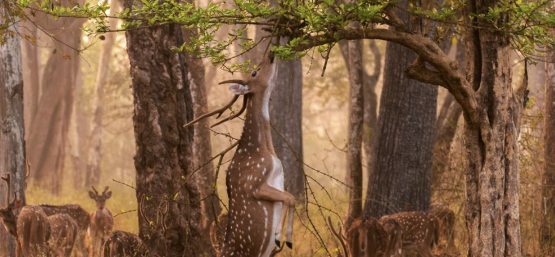 Bangalore to Kabini Forest Tour