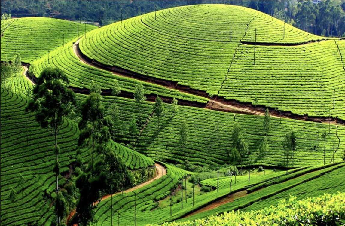 Bangalore to Ooty Cab Service